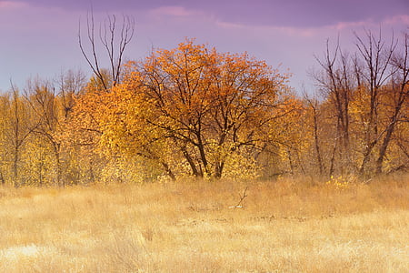 rudenį, medžiai, gyvenimo pobūdis, kraštovaizdžio, Gamta, lapai, Auksinis ruduo