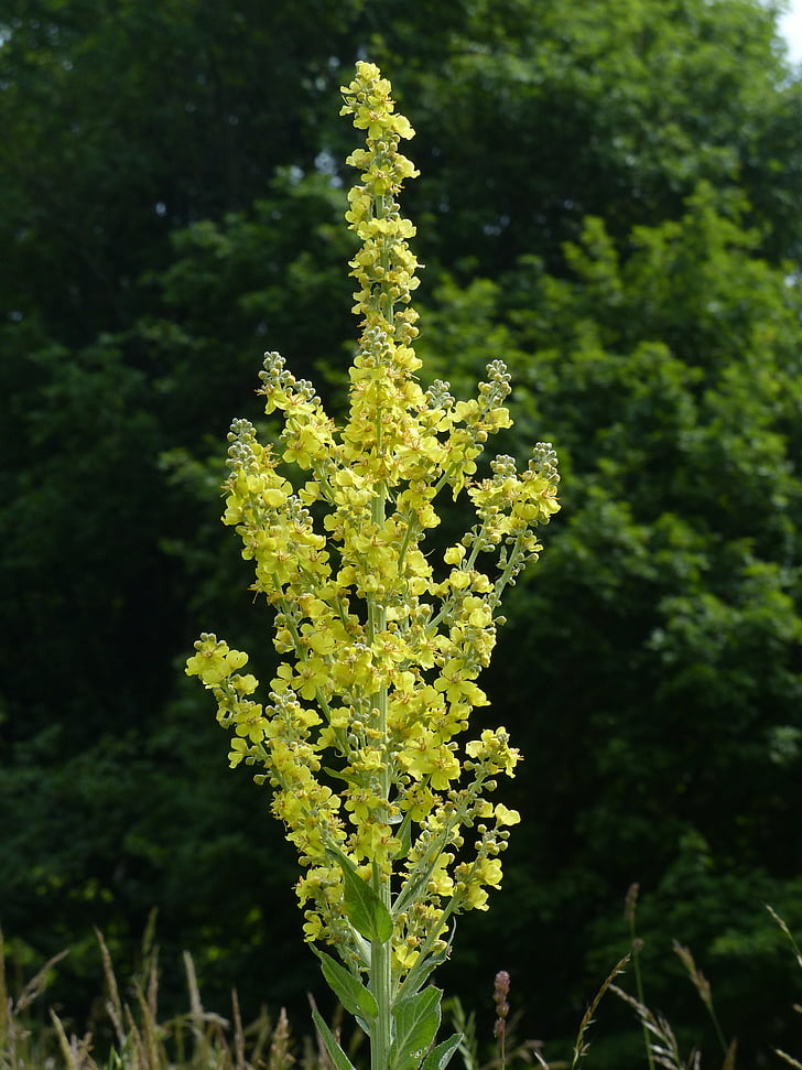 kukka, suuri kukallinen mullein, Mullein, Verbascum densiflorum, Verbascum, kukat, keltainen