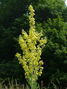 flor, grande verbasco florido, Verbasco, Verbascum densiflorum, Verbascum, flores, amarelo