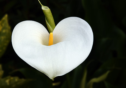 cvijet, Arum, srce, biljka, bijeli, tučak, priroda