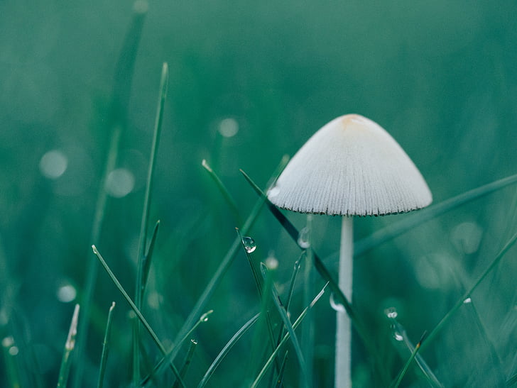 mushroom, macro, wet, rain, white, fungus, nature
