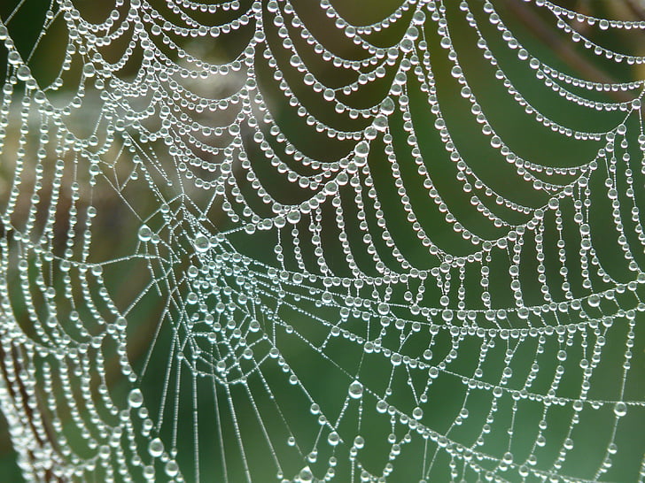 γκρο πλαν, ιστός αράχνης, ιστό της αράχνης, νερό, σταγόνες νερού, Web