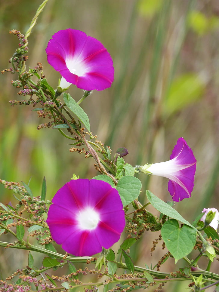 bluebells, ziedi, skaistumu, Wild flower, Ipomoea purpurea