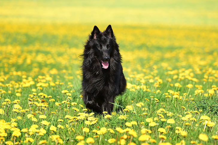 dog, dandelion, pet, animal, spring, pets, purebred Dog