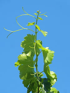 vynuogių, protrūkis, figų lapų, dangus, metafora, auga, augimo