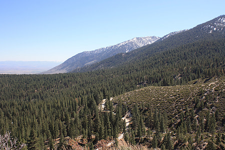 mountains, forest, nature, nevada, scenery, outdoor, view