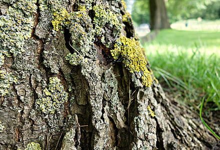 träd, trunk, bark, Moss, övervuxna, tillväxt, landskap