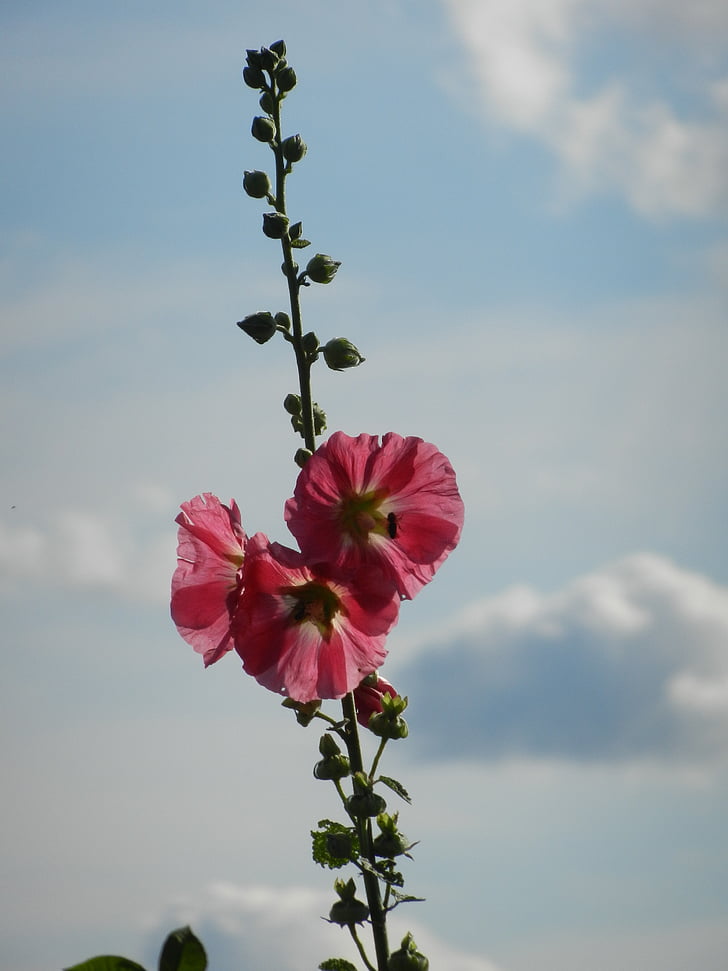 stock rose, sky, clouds, flower, garden, pink, nature