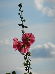 Stock rose, Sky, felhők, virág, kert, rózsaszín, természet
