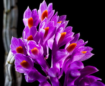 orquídea selvagem, orquídea, flor, flor, flor, roxo, natureza