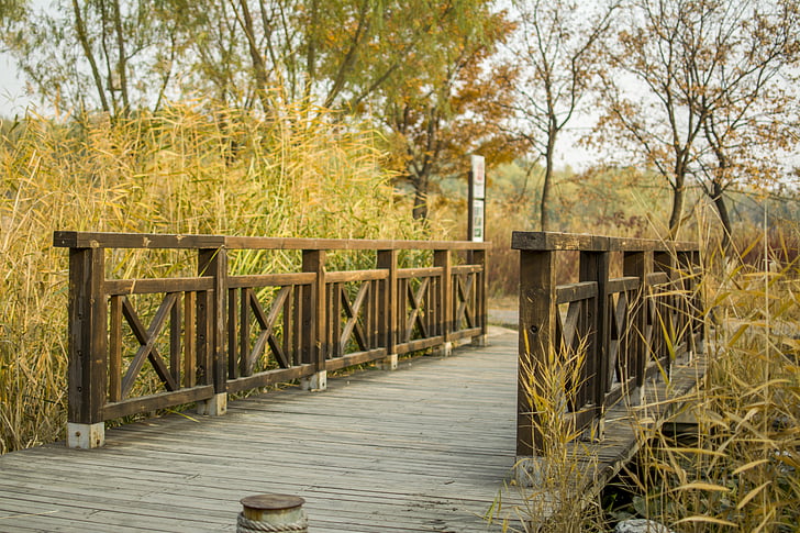 tiltas, parkas, rudenį, Gamta, mediena - medžiaga, medis, lauke