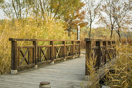 Most, Park, jesień, Natura, drewno - materiał, drzewo, na zewnątrz