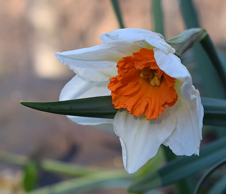 Narcissus, Daffodil, bunga, Blossom, mekar, lampu, Taman