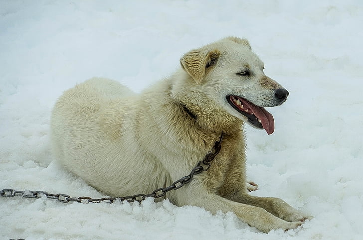 sledehonden, Alaska, Hondenslee, slee, hond, Rodelen, sneeuw