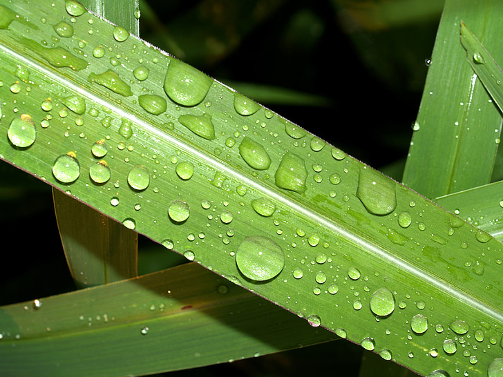 água, gotas, folha, grama, verde, orvalho, chuva