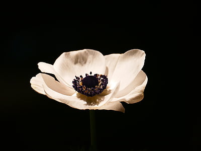 anemone, bloom, blossom, crown anemone, flower, white
