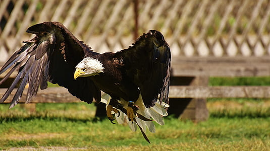 Adler, águilas calvas, pájaro, Raptor, águila calva, Ave de rapiña, proyecto de ley