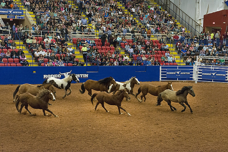 Rodeo, caballos, arena, Cowboys, oeste, animales, deporte