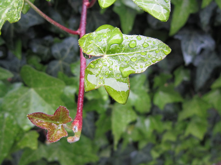 ivy, rain, drop of water, ivy leaf, green, climber, drip