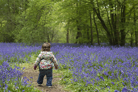 toddler, bluebells, spring, child, young, blue, nature