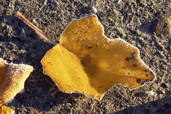 liście topoli srebrny, LeAnn, Natura, jesień, jasne, zbliżenie, Listopad