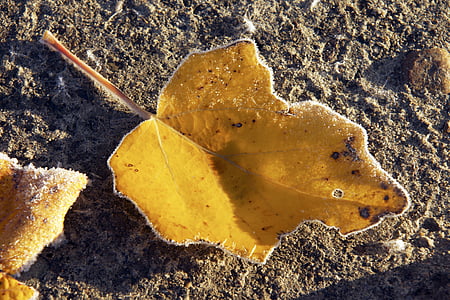 le foglie del pioppo d'argento, LeAnn, natura, autunno, luminoso, primo piano, listopad