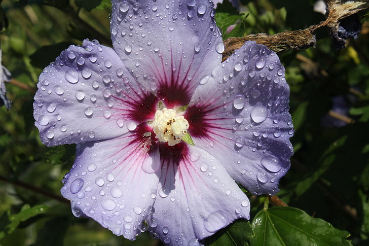 Malva, fiore, ibisco, petali di, goccia di pioggia, pianta ornamentale, natura