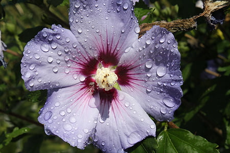 Mallow, blomst, Hibiscus, kronblad, regndråpe, dekorativ anlegget, natur