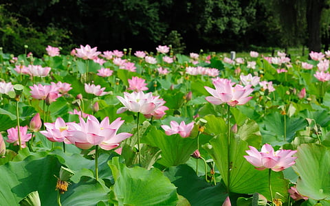 езерото, водна лилия, цвете, Виетнам, огромни зелени, големи листа, природата