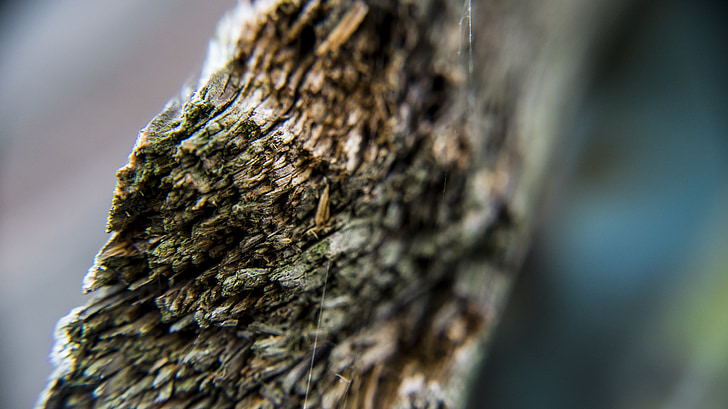 dřevo, Closeup, venkovní, Příroda, strom