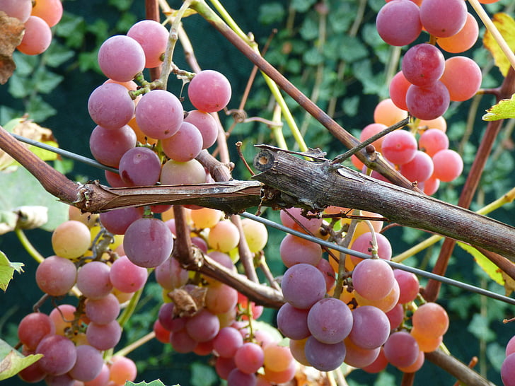 viinamarjad, roosa, viinapuu, marja