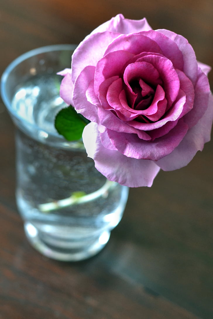 Pink rose, duftende, Flower pot, forår