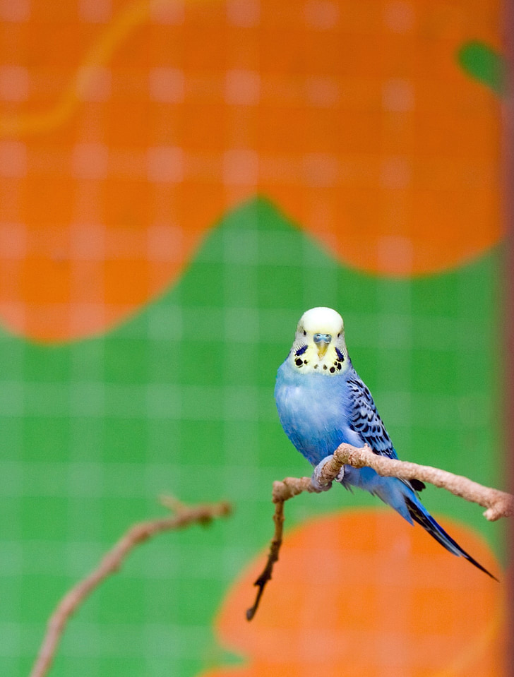 ocell, Periquito, budgerigar, blau, valent, animal, animal de companyia
