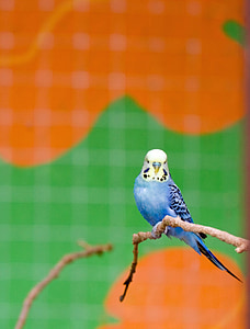 pássaro, periquito, periquito-australiano, azul, bonito, animal, animal de estimação