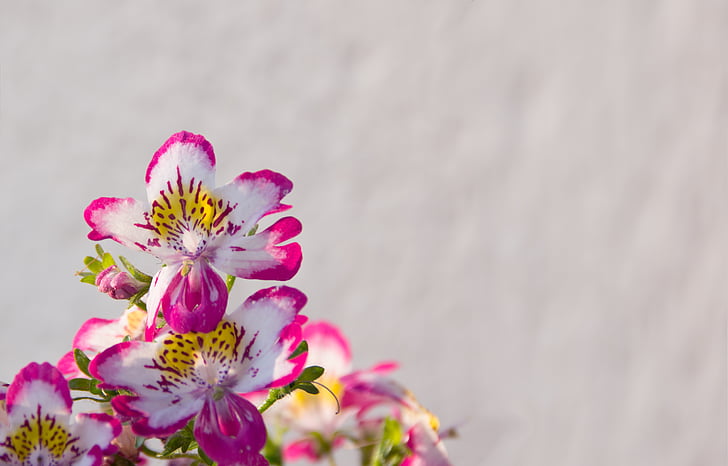 bauernorchidee, balkon tanaman, merah muda, putih, bunga, musim semi