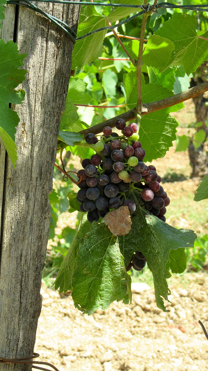 wijn, Provence, druif, zomer, Grapevine, Zuid-Frankrijk, Lubéron
