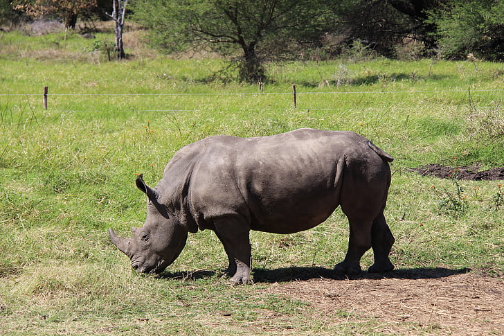 rhino, mauritius, animal