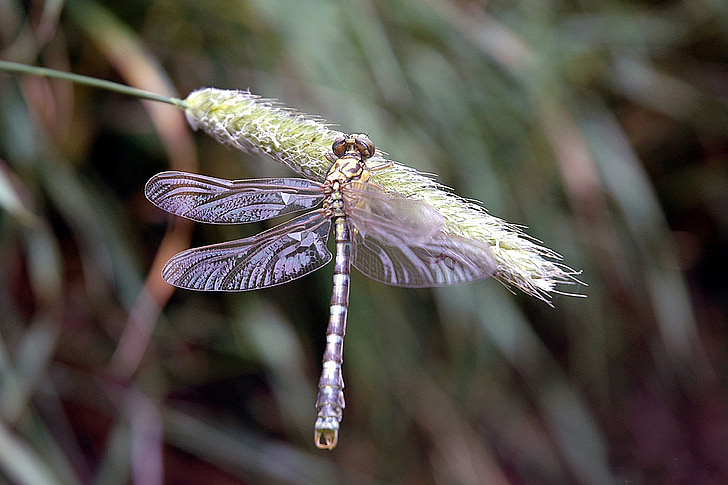 Dragonfly, hmyz, přírodou rákosu