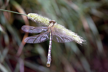Dragonfly, insekter, naturen reed