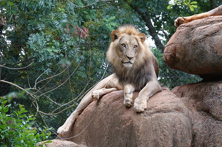 lev, kralj zveri, Predator, živali, živalski vrt, nevarno, mačka