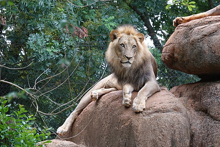 løve, kongen av dyret, rovdyr, dyr, dyrehage, farlig, katten