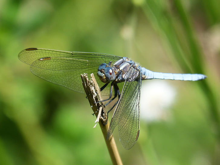 водни кончета, синя dragonfly, orthetrum cancellatum, стволови, езерото, влажните зони