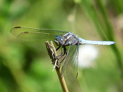 dragonfly, blue dragonfly, orthetrum cancellatum, stem, pond, wetland