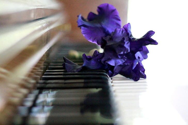 piano, iris on piano, piano keys, flower on piano, flower, classical, classic