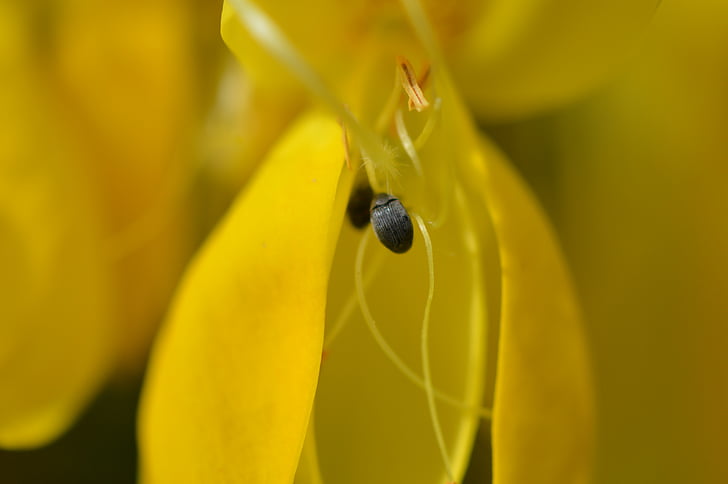pests, bugs, flower, macro, yellow