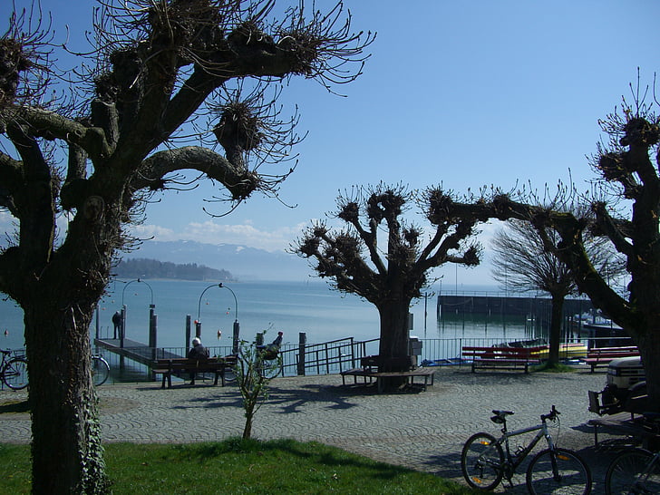 pejalan kaki, Friedrichshafen, Danau constance, pesawat pohon, pohon, pesawat, Kahl