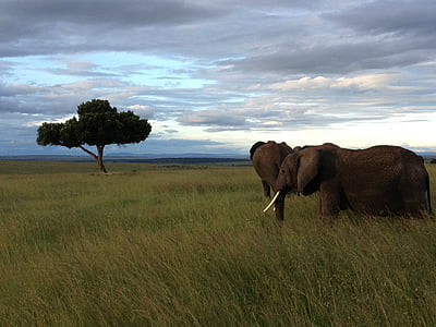 éléphants, arbre, Kenya, éléphant, nature, l’Afrique, animal