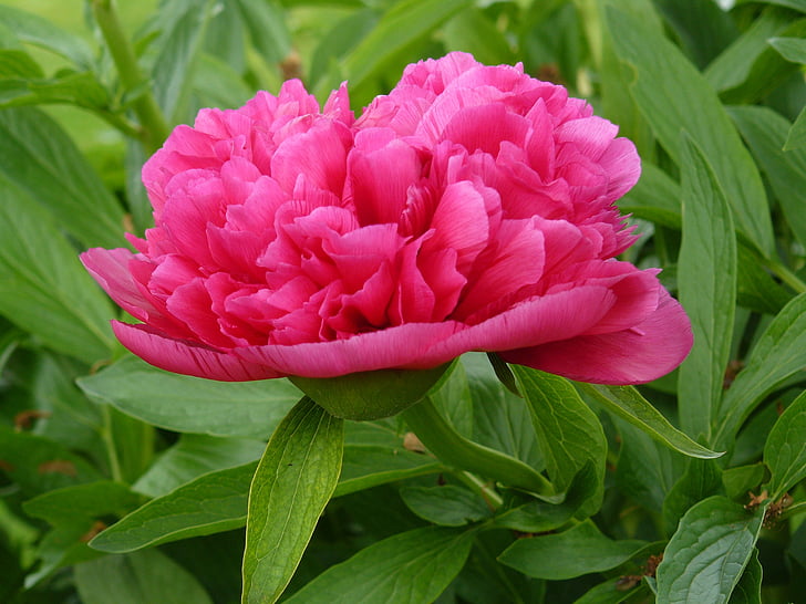 Peony, blomst, haven