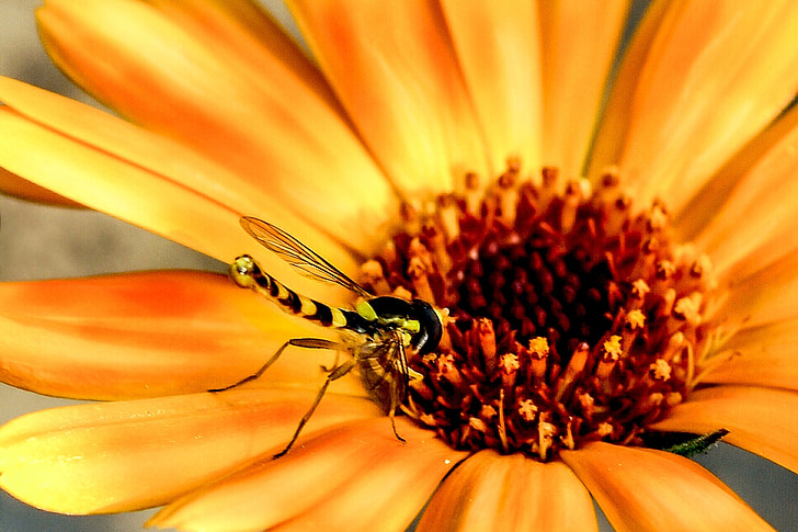 flowers, insect, fly, hoverfly, close, nature, yellow