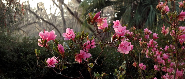 azaeleas, bunga, merah muda, warna pink, bunga, tanaman, alam
